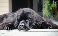 Desktop wallpaper. Dogs. ID:51781