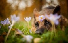 Desktop wallpaper. Dogs. ID:51799