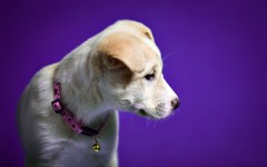Desktop wallpaper. Dogs. ID:51898