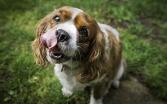 Desktop wallpaper. Dogs. ID:51899