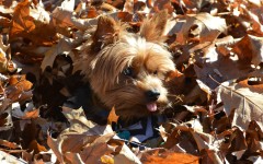 Desktop wallpaper. Dogs. ID:51907