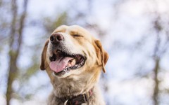 Desktop wallpaper. Dogs. ID:51920