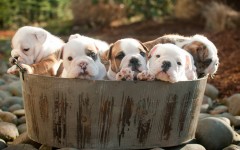 Desktop wallpaper. Dogs. ID:51927