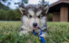 Desktop wallpaper. Dogs. ID:51935