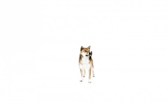 Desktop wallpaper. Dogs. ID:51983