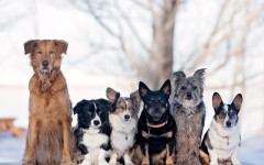 Desktop wallpaper. Dogs. ID:51984