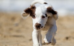 Desktop wallpaper. Dogs. ID:52087