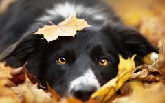 Desktop wallpaper. Dogs. ID:52128