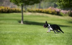 Desktop wallpaper. Dogs. ID:74720