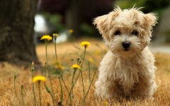 Desktop wallpaper. Dogs. ID:52137