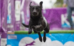 Desktop wallpaper. Dogs. ID:52164
