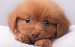 Desktop wallpaper. Dogs. ID:52181