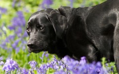 Desktop wallpaper. Dogs. ID:52223