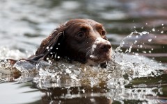 Desktop wallpaper. Dogs. ID:52230
