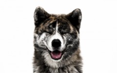 Desktop wallpaper. Dogs. ID:52416
