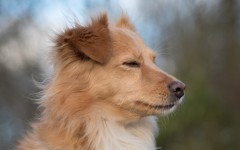 Desktop wallpaper. Dogs. ID:52454