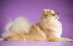 Desktop wallpaper. Dogs. ID:52456