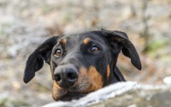 Desktop wallpaper. Dogs. ID:52465