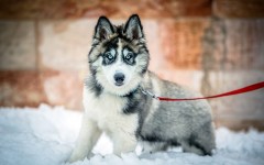 Desktop wallpaper. Dogs. ID:52474