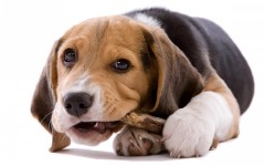 Desktop wallpaper. Dogs. ID:52504