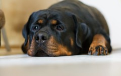 Desktop wallpaper. Dogs. ID:52526