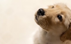 Desktop wallpaper. Dogs. ID:52558