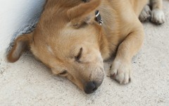 Desktop wallpaper. Dogs. ID:52566