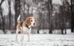 Desktop wallpaper. Dogs. ID:52692