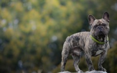 Desktop wallpaper. Dogs. ID:52714