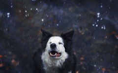 Desktop wallpaper. Dogs. ID:52716