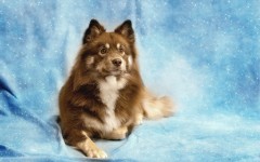 Desktop wallpaper. Dogs. ID:52725