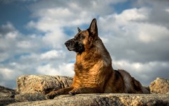 Desktop wallpaper. Dogs. ID:52747