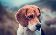 Desktop wallpaper. Dogs. ID:52756