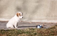 Desktop wallpaper. Dogs. ID:52826