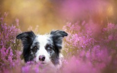 Desktop wallpaper. Dogs. ID:52849