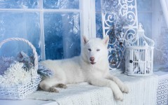 Desktop wallpaper. Dogs. ID:52863