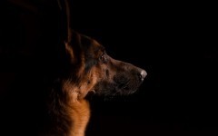 Desktop wallpaper. Dogs. ID:52866