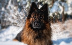 Desktop wallpaper. Dogs. ID:52895