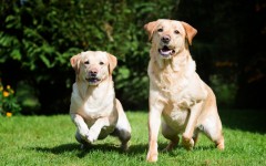 Desktop wallpaper. Dogs. ID:52901