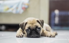 Desktop wallpaper. Dogs. ID:52906