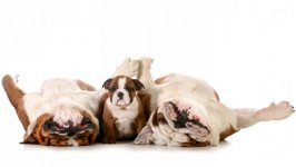 Desktop wallpaper. Dogs. ID:94926