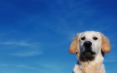 Desktop wallpaper. Dogs. ID:52954