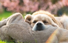 Desktop wallpaper. Dogs. ID:52961