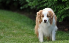 Desktop wallpaper. Dogs. ID:52973