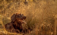 Desktop wallpaper. Dogs. ID:52981