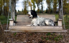 Desktop wallpaper. Dogs. ID:53008