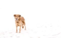 Desktop wallpaper. Dogs. ID:74721