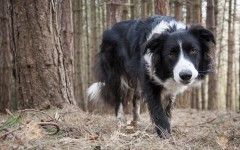 Desktop wallpaper. Dogs. ID:53024