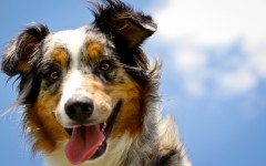 Desktop wallpaper. Dogs. ID:53087