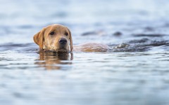 Desktop wallpaper. Dogs. ID:53284